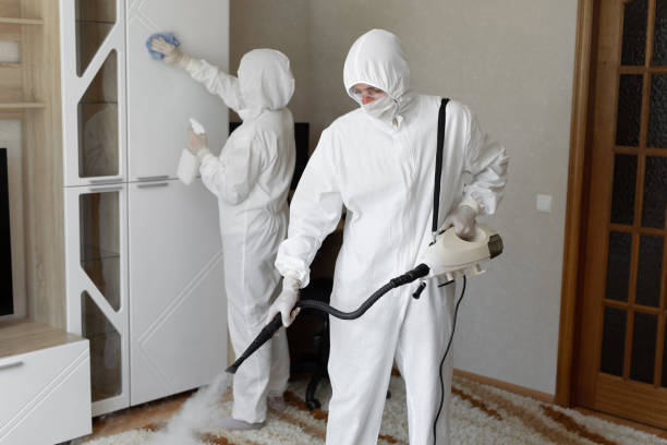 Best Basement Mold Remediation in California, MO