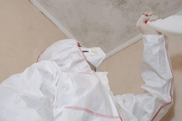Best Commercial Mold Remediation in California, MO