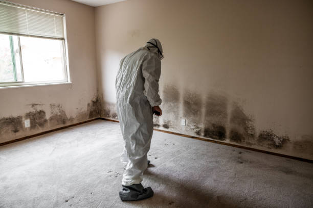 Best Residential Mold Remediation in California, MO
