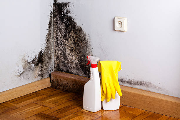 Best DIY Mold Remediation Support Services in California, MO
