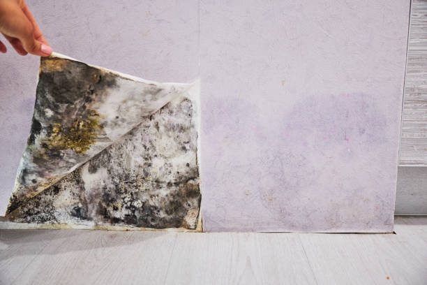 Best Localized Mold Remediation (e.g., coastal areas, humid climates) in California, MO